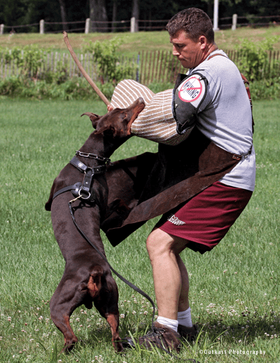 AKC Ch. BJF Gunnar Red Dog Red SchH3 ROM T1 ZTP-V1A