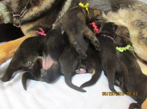 Erra's One-Week-Olds